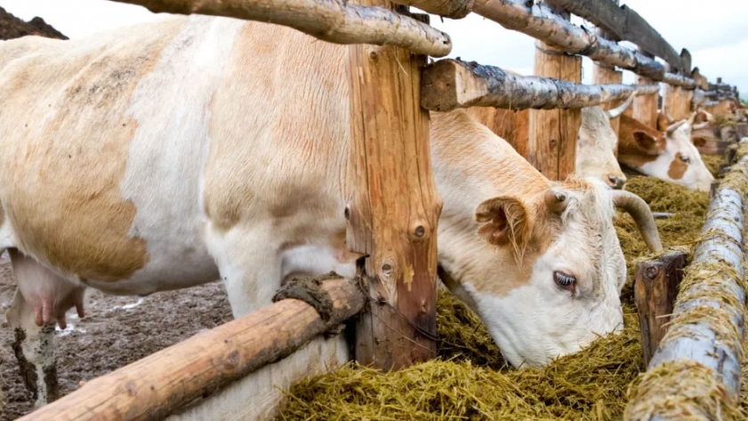 La ayuda alimentaria para pequeños productores ganaderos llegará a Goya