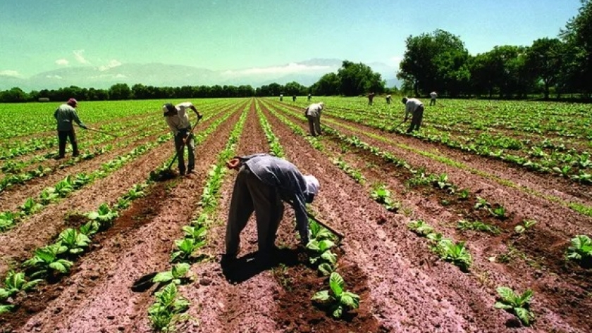 Trabajadores rurales: prorrogan el decreto que permite cobrar programas sociales a pesar de estar registrados