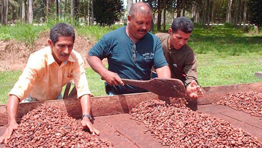 Cacaoteros aprenden a mejorar su producción