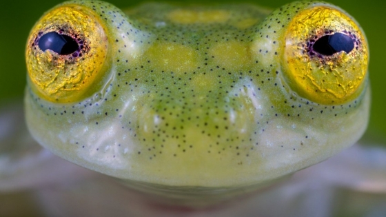 La increíble transparencia de las ranas de cristal: un mecanismo biológico fascinante