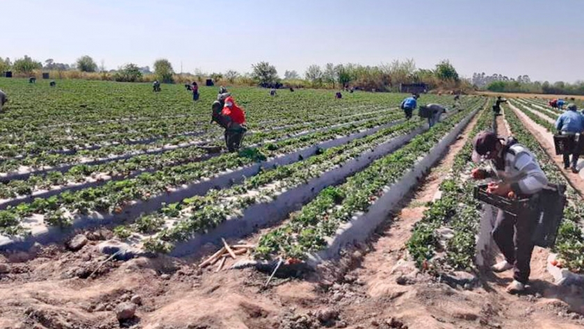 La pandemia de coronavirus vuelve "esenciales" a los agricultores indocumentados en EE.UU.