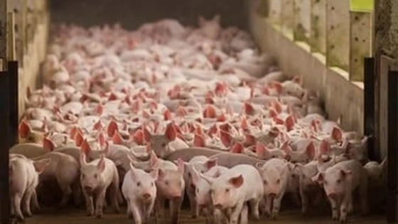 Diversificación de importadores lleva a Brasil a nuevo récord de exportación de carne de cerdo