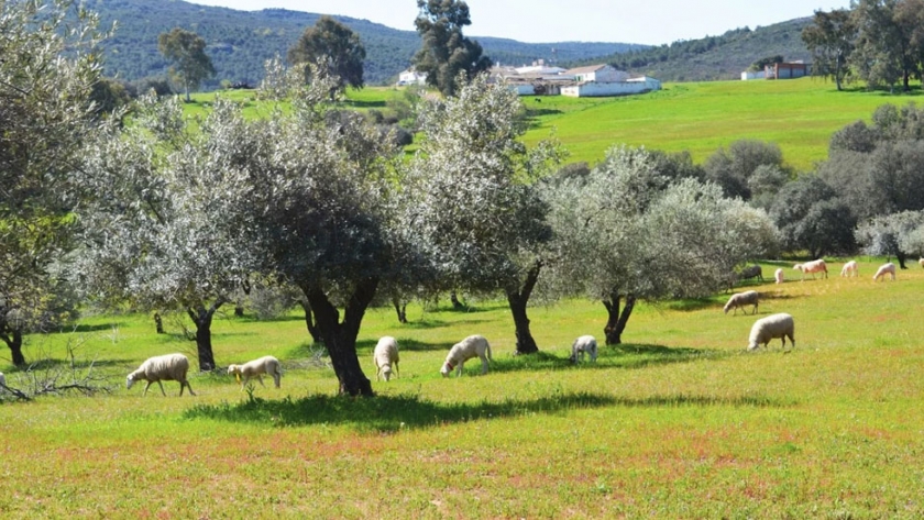 La superficie de agricultura y ganadería ecológica creció un 4,8% en España durante 2019