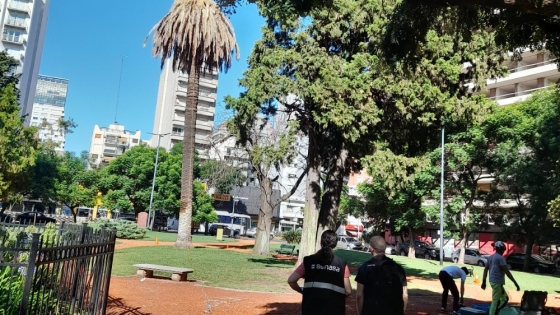 Falsa alarma: Se descartó la presencia de picudo rojo en una palmera de CABA