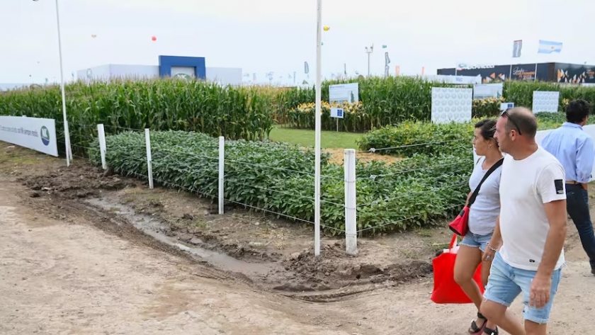 El futuro de la agricultura: Expoagro revela las claves de la innovación en genética, digitalización y manejo eficiente