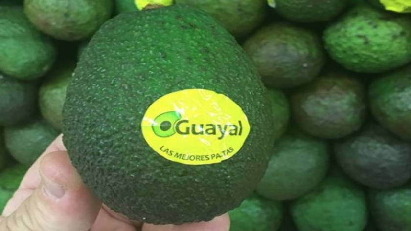 Paltas tucumanas: integrales y exclusivas 