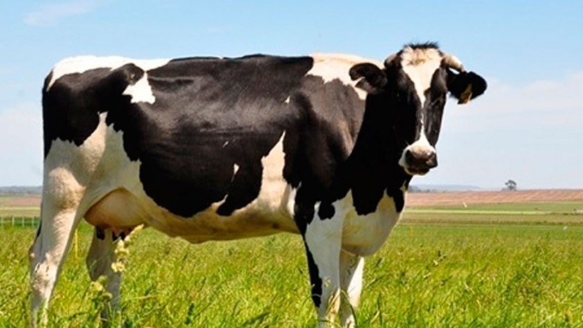 Se creó un sellador biológico para prevenir la mastitis