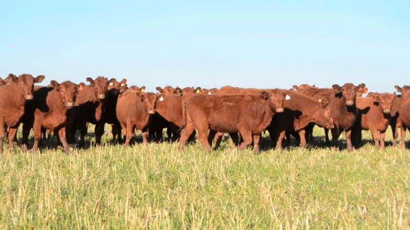 Campos de la Depresión del Salado ayudan a enfriar el planeta