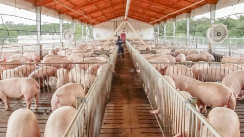 ¿Qué es el Compartimento Libre de Enfermedades? Senasa aprobó un nuevo estatus sanitario para impulsar la producción local de cerdos