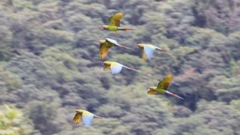 Salta pone en marcha el Plan de Conservación del Guacamayo Verde