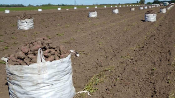 Cultivo de batata 2020-21: culmina la cosecha en San Pedro con rendimientos medios y bajos