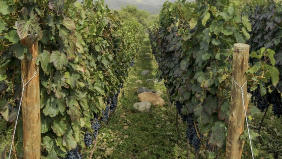 La ruta de los vinos pampeanos en charla de Turismo