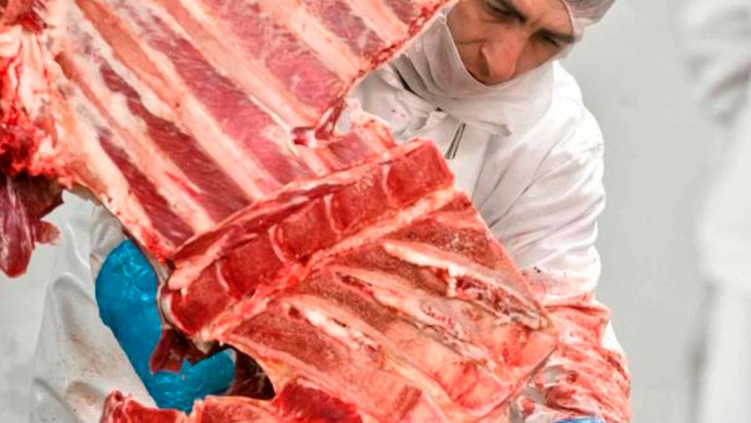Faena de vacas: acomodamiento para abastecer una exportación cada vez más demandante