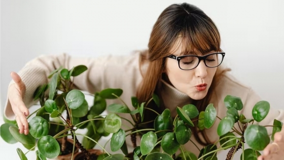 Plantas de moda: por qué las estrellas de TikTok son difíciles de cuidar en casa