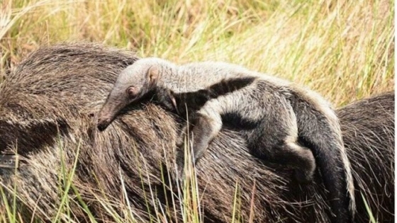 Parque Nacional Iberá: nació un ejemplar de oso hormiguero gigante
