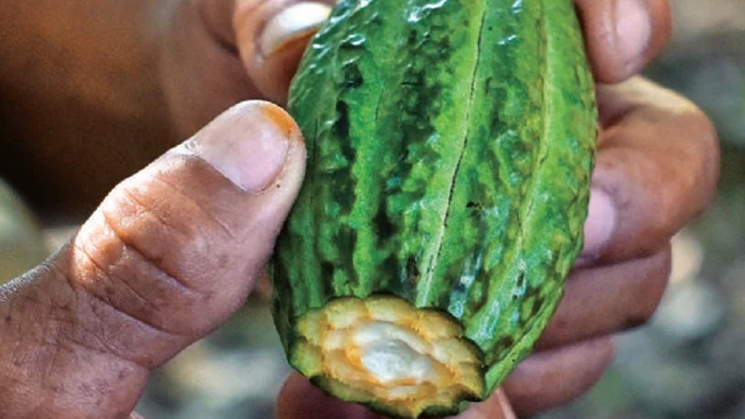 Bolivia dispone de 13.500 hectáreas de cacao silvestre