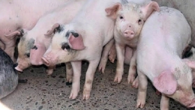 Río Negro se suma a la "Semana del Consumo de Carne Porcina"