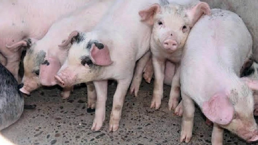 Río Negro se suma a la "Semana del Consumo de Carne Porcina"