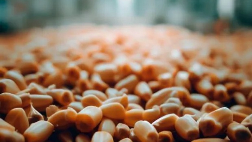 Maíz 24/7: los más de 600 productos desconocidos en los que está presente el cereal