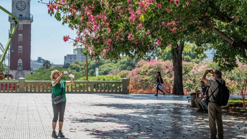 Los parques se tiñeron de rosa con las flores de los palos borrachos