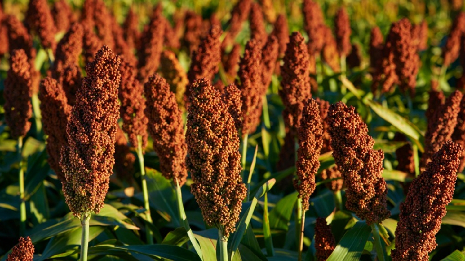 Con lanzamientos en trigo, sorgo y arveja, RGT amplía su oferta genética para el agro argentino
