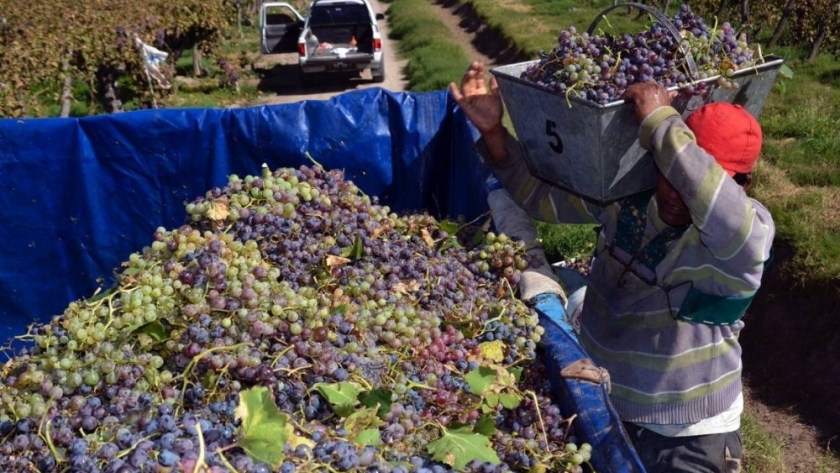 Lanzan una nueva línea de créditos para comprar uvas