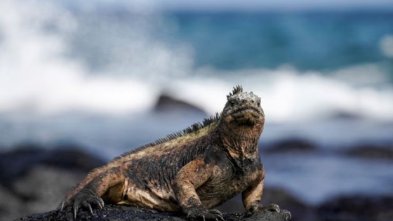 Ecuador, cuna del cacao y paraíso de biodiversidad: una joya a la vuelta de la esquina