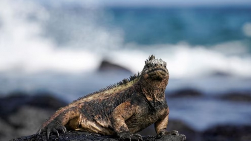 Ecuador, cuna del cacao y paraíso de biodiversidad: una joya a la vuelta de la esquina