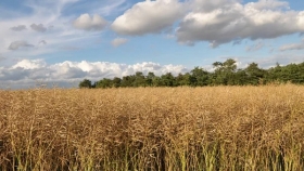 La Niña y el campo: incertidumbre climática entre pronósticos dispares