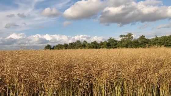 La Niña y el campo: incertidumbre climática entre pronósticos dispares