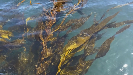 Patagonia impulsa la primera granja de huiro gigante para conservar bosques submarinos