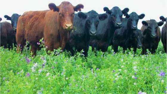 <Ganadería: cómo optimizar el manejo del pastoreo de la alfalfa