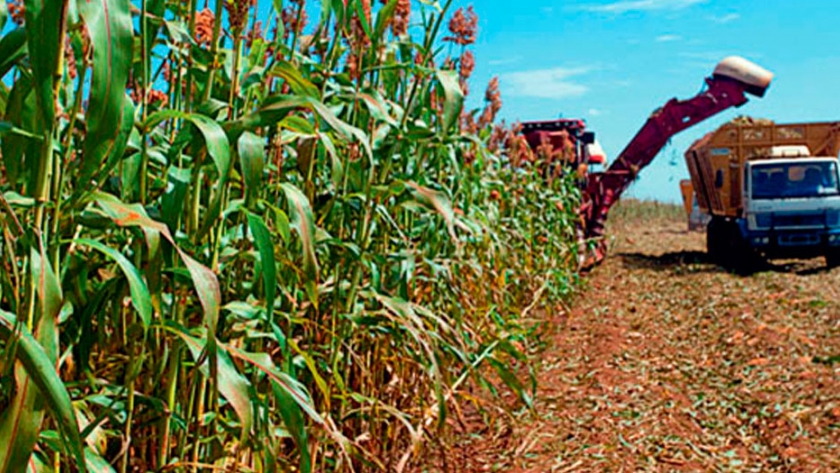 Toma impulso la siembra de sorgo