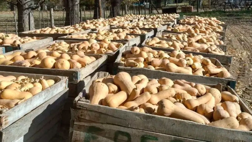 Con una novedosa técnica lograron duplicar la producción de zapallos en Plottier