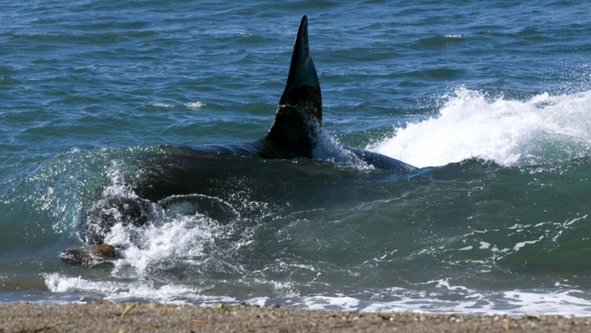 Comenzó en Chubut la Temporada de Orcas 2023 con una amplia agenda de actividades