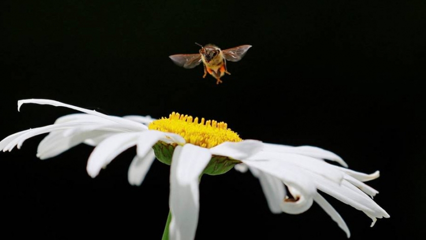La agricultura se enfrenta a su gran amenaza: la falta de abejas