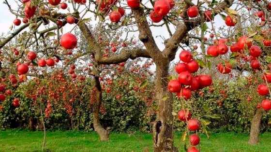 Sistema de alerta en línea para mejorar la condición y calidad de las manzanas