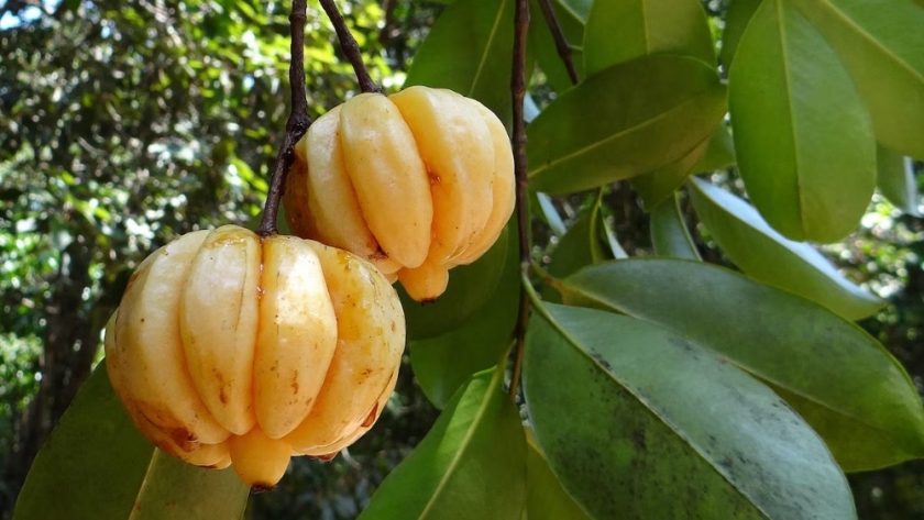 Garcinia Cambogia: la fruta asiática que ayuda a reducir el colesterol y controlar el peso