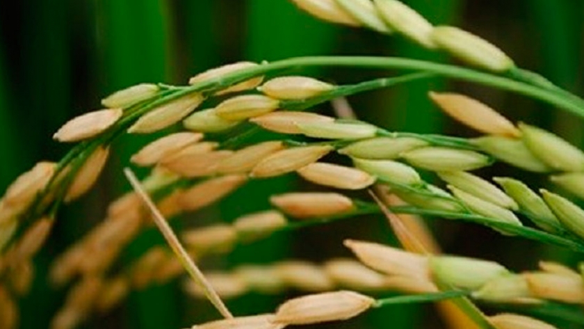 Hernán Zorrilla: El arroz le dio vida a algunas zonas olvidadas del país
