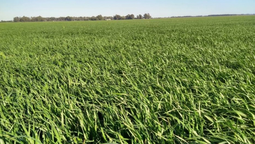 Claves para una correcta implantación de pasturas y verdeos en Entre Ríos