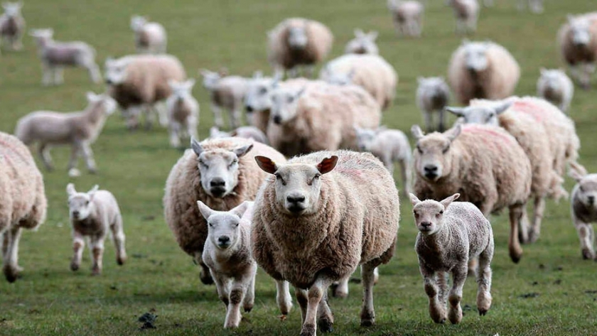 China importará carne ovina patagónica