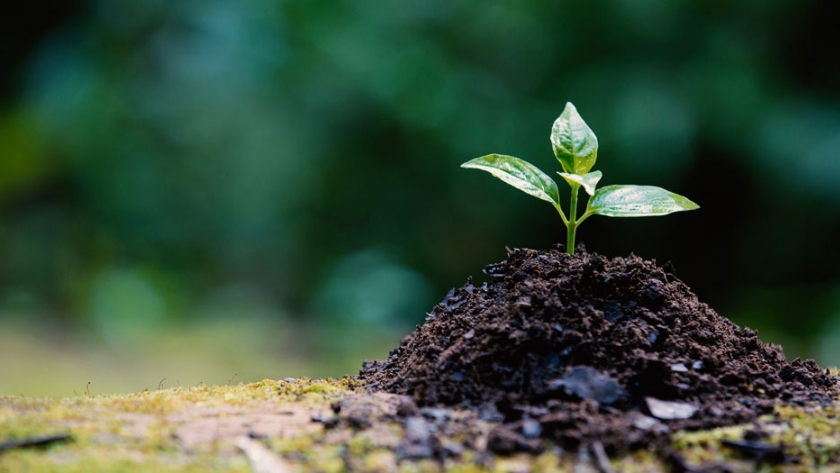 En la semana de la educación ambiental invitan a repensar las prácticas diarias