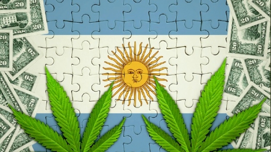 <Revolución cannábica: un negocio que crece en la Argentina