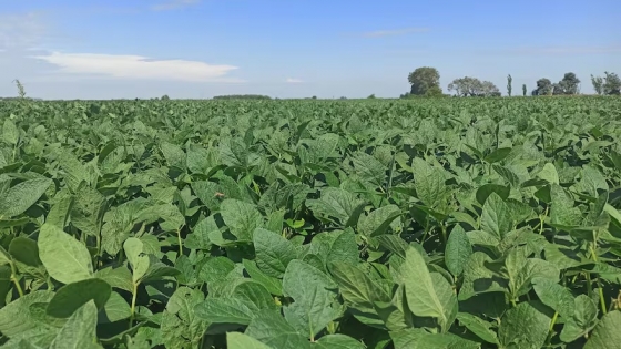 Inversión récord en el agro argentino: US$24.600 millones proyectados para la campaña 2025/26