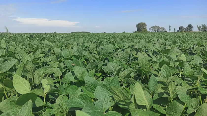 Inversión récord en el agro argentino: US$24.600 millones proyectados para la campaña 2025/26