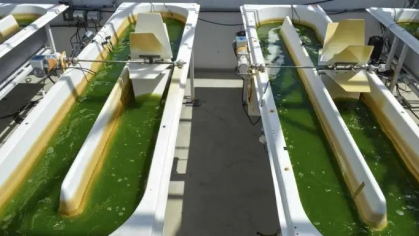 Del mar al cielo: United invierte en producir biojet con algas