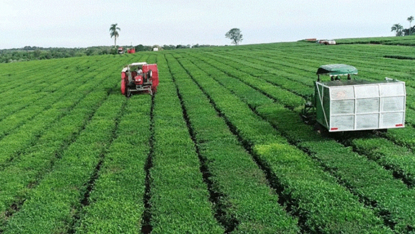 Manual de Buenas Prácticas "Actividad Tealera / Cultivo y Cosecha"