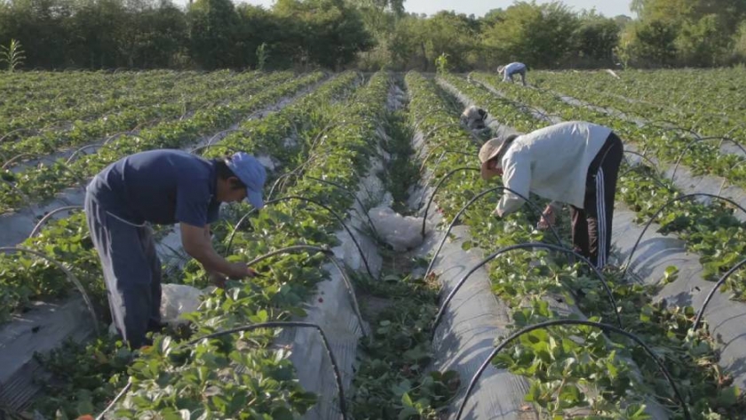 Producción agroecológica de alimentos: sustentabilidad ecológica, social y económica