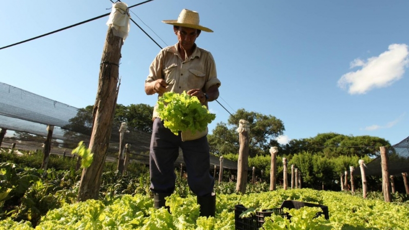 Buenas Prácticas Agrícolas para la producción de frutas y hortalizas frescas
