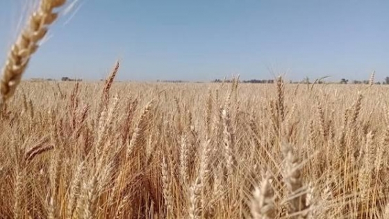 Nuevo protocolo para los ensayos de trigo: cuatro organismos coordinarán la evaluación de cultivares